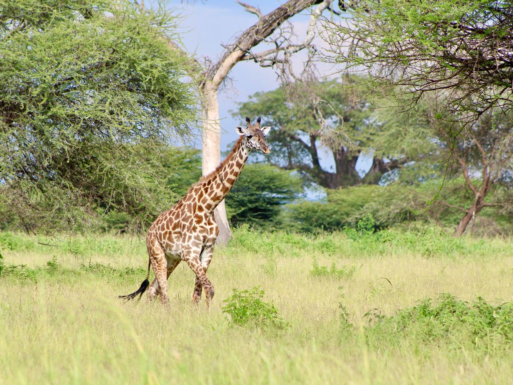 Giraffe wildlife safari